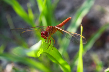 Wall Mural - close up dragonfly on flower in garden nature outdoor insect animal, red orange color plant green background wildlife