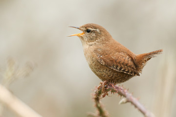 a beautiful singing and displaying wren, troglodytes troglodytes, perching on a bramble bush .