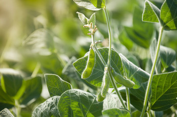 Wall Mural - Young pod of soybean plant in an agricultural field against the light. Soybean seeds in a pod on a growing plant. Soybean crops.