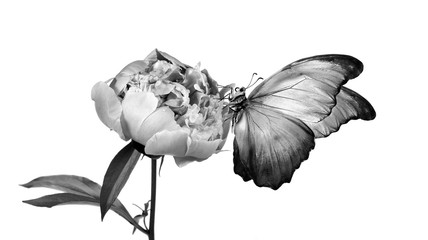 Beautiful morpho butterfly on a flower on a white background. copy spaces. peony flower and butterfly black and white