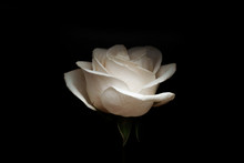 White Rose On A Black Background