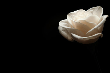 White rose on a black background