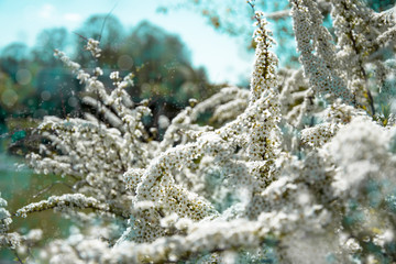 Wall Mural - Branches of blossoming 
spirea against background of blue sky  in spring on nature outdoors. White spirea flowers, dreamy romantic artistic image of spring nature. Spring garden