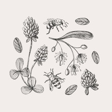 Hand Drawn Set On The Theme Of Beekeeping. Honey Bees Fly Around Clover And Linden Flowers Vector Illustration On A Light Isolated Background. Botanical Drawings In Vintage Style.
