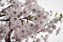 Slightly Pink White Cherry Blossoms Up On A Cherry Tree, Bright Background Light, Soft Tones
