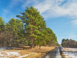 Wall Mural - road in a pine forest. Spring