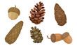 Fir Cones and Acorns Isolated on White Background Vector Set
