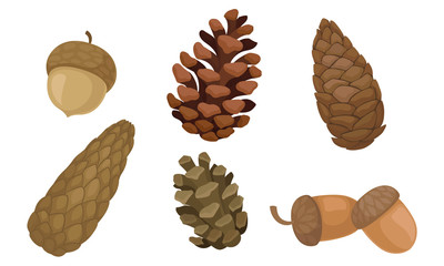 Wall Mural - Fir Cones and Acorns Isolated on White Background Vector Set