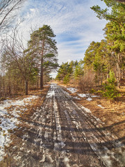 Canvas Print - road in a pine forest. Spring