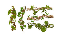 Twisted Wild Lianas With Green Twining Plants Vector Set