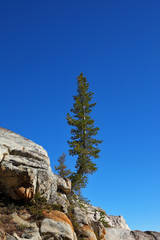 Poster -  A pine on stone breakage