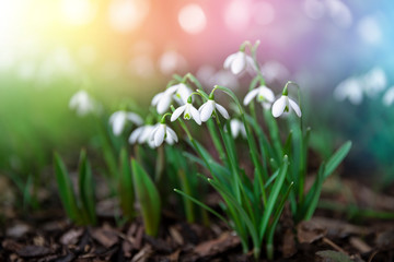 Wall Mural - snowdrops spring flowers blooming in the garden on bokeh background