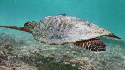 Wall Mural - swimming with hawksbill sea turtle (eretmochelys imbricata), underwater 4k shot