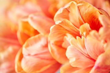 Closeup of petals of beautiful orange and with red streaks tulips in vase. Flower background. Floral Wallpaper. Copy space