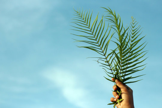 Wall Mural -  - Fern or palm leaf in hand on background of blue sky.  Copy space for your text or design.