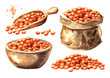 Red lentil set. Hand drawn watercolor illustration  isolated on white background