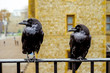 crow on a tower of london
