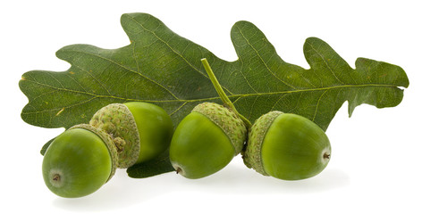 Sticker - Green leaf of oak and acorns isolated on a white background close-up.