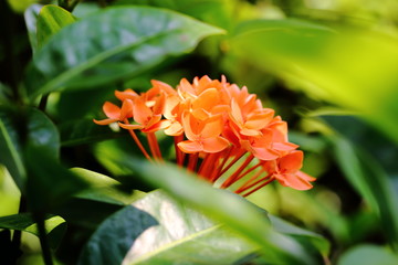 The Ixora coccinea flowers are caused by being in a bouquet of many colors.