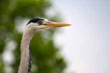 Close Up Of A Blue Heron