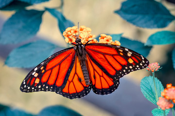 closeup beautiful butterfly sitting on the flower.