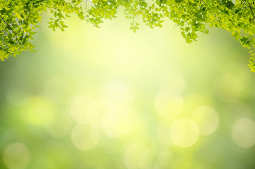 Fotomurales - Leaf background bokeh blur green background