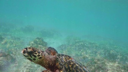 Wall Mural - swimming with hawksbill sea turtle (eretmochelys imbricata), underwater 4k shot