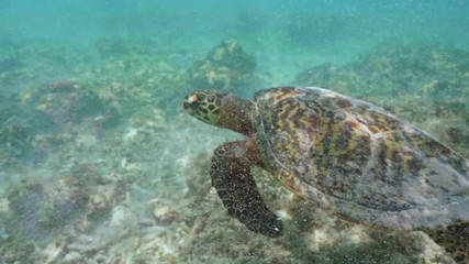 Wall Mural - swimming with hawksbill sea turtle (eretmochelys imbricata), underwater 4k shot