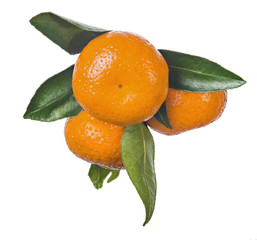 Wall Mural - three ripe orange tangerines with leaves isolated on white