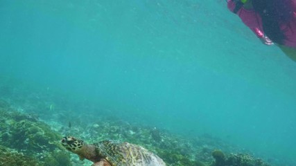 Wall Mural - swimming with hawksbill sea turtle (eretmochelys imbricata), underwater 4k shot