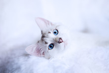 White Kitten With Blue Eyes Relaxes In Bed  