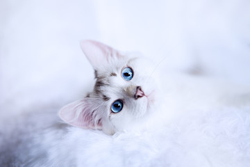 White kitten with blue eyes relaxes in bed  