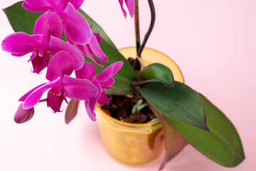 Poster - Close up of an orchid bud on pink pastel background. Creative photo