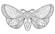 Butterfly coloring page for children and adults. Beautiful drawings with patterns and small details. Hand drawing vector illustration in black outline on a white background