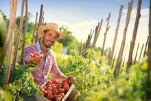 Smiling Farmer With Tomato