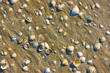 Shells On Wet Sand On The Beach