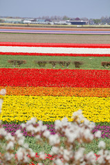 Variety Colour of Tulip field.