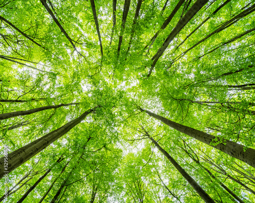 Fotomural Green Forest of Beech Trees, looking up, low angle shot