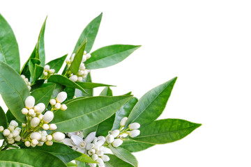 Wall Mural - Orange flowers and buds corner isolated on white. Neroli blossom.