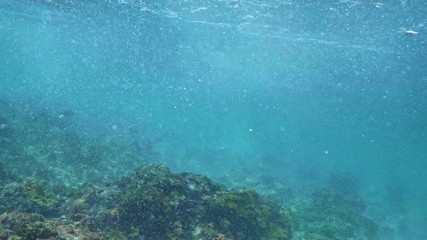 Wall Mural - swimming with hawksbill sea turtle (eretmochelys imbricata), underwater 4k shot