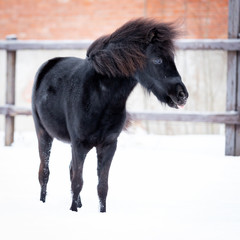 Black pony in manege at winter day