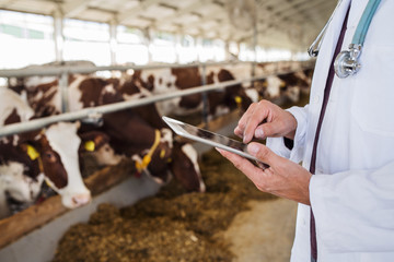 Wall Mural - Unrecognizable veterinary doctor working on diary farm, agriculture industry.