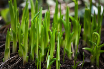 Fresh green spring plant flowers firs leves coming out from the thaw ground close up beautiful background