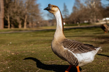 Chinese Goose Profile In Field