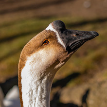 Chinese Goose Head Close Up