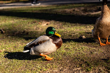 Mallard Duck Resting