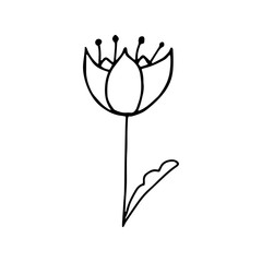 Wall Mural - Flower with stamen Doodle illustration.Single flower black and white isolated on a white background.Botanical illustration.Vector drawing.