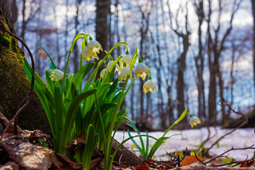 Early spring flowers Leucojum vernum in old brown dry leafs. Beautiful blooming of white snowflake flowers in spring forest