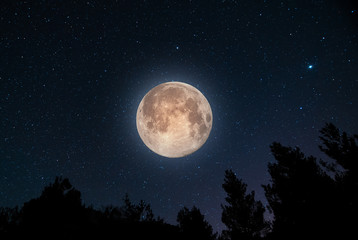 Wall Mural - close-up full moon on the starry sky background and forest trees. night landscape.