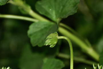 green leaf with water drops